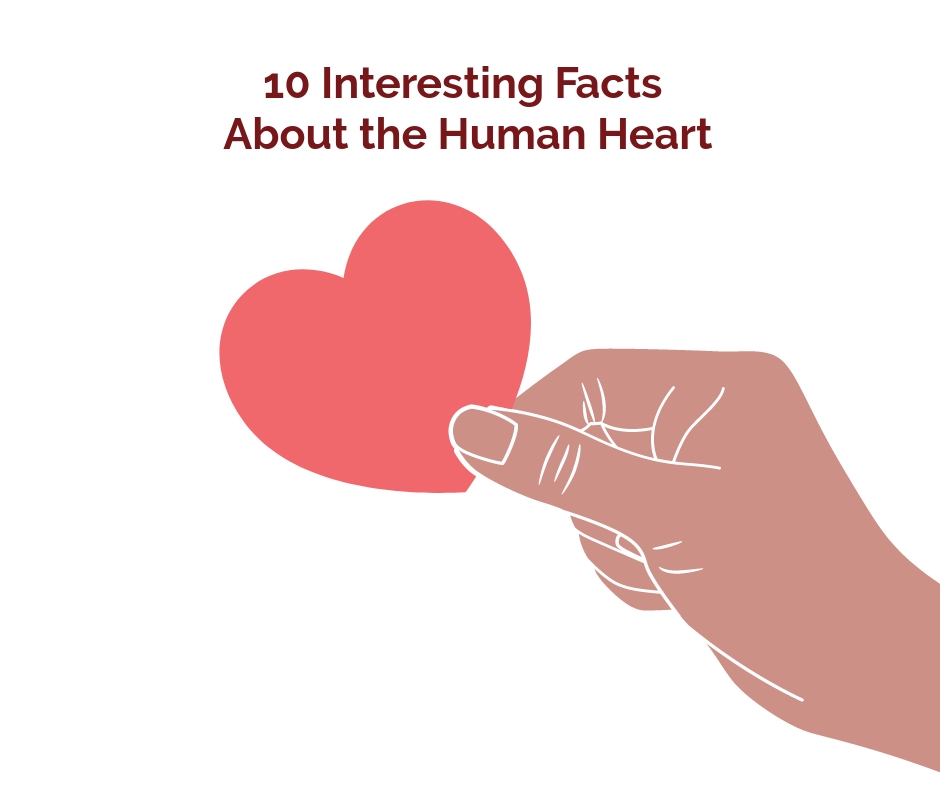 10 Interesting Facts About The Human Heart - Health Beat