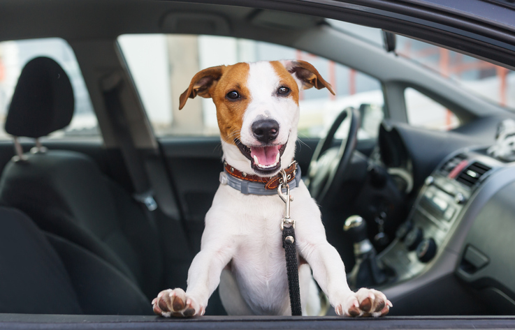 Pets can be a distraction to drivers